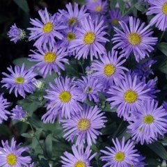 Gök Mavisi Aster Çiçeği Tohumu(100 tohum)