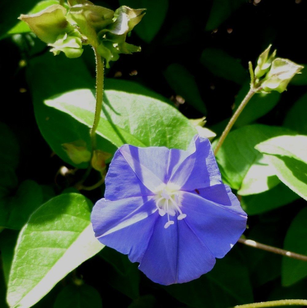 Feringa Gündüz Sefası Çiçeği Tohumu (10 tohum)