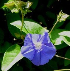 Feringa Gündüz Sefası Çiçeği Tohumu (10 tohum)