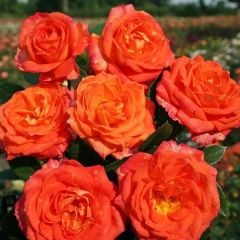 Tüplü Kokulu Yediveren Turuncu Sarı Feuria Gül Fidanı