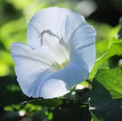 Shiva Gündüz Sefası Çiçeği Tohumu (10 tohum)