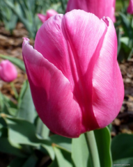 Christmas İthal Özel Dream İri Kafa Özel Lale Soğanı (5 Soğan)