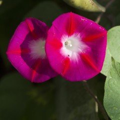 Crimson Rambler Gündüz Sefası Çiçeği Tohumu (10 tohum)