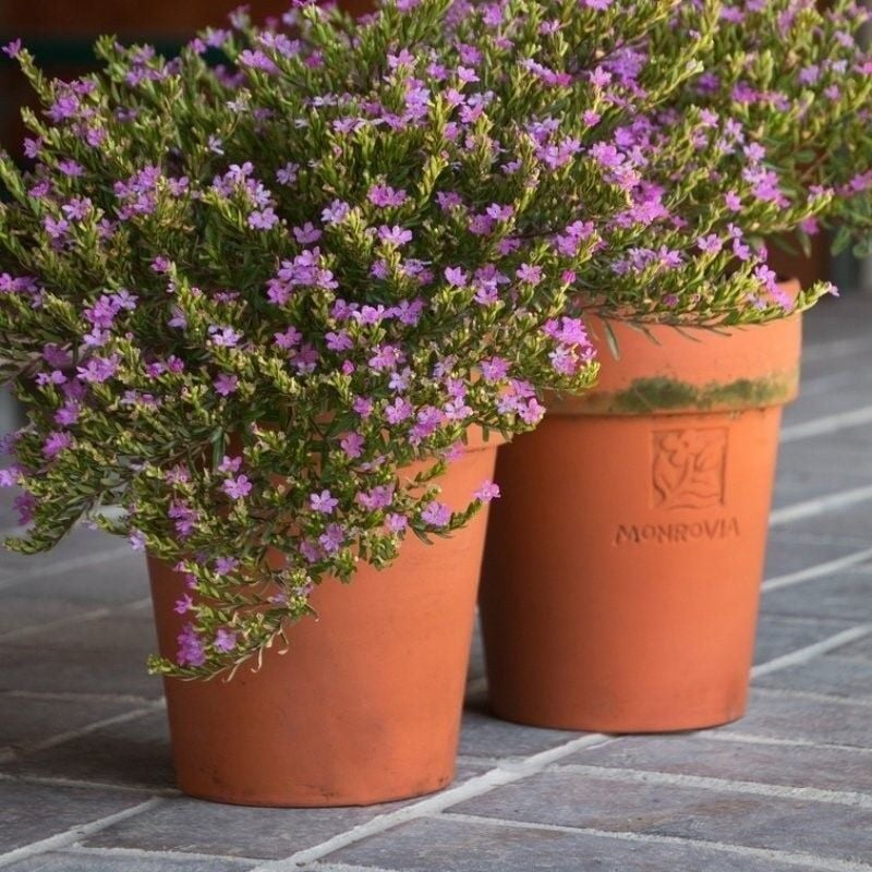 Soğuğa Dayanıklı Sarkıcı Multi Çiçekli Myrto Purple Mor Çiçekli Küfeya Çiçeği Fidesi (1 Adet)