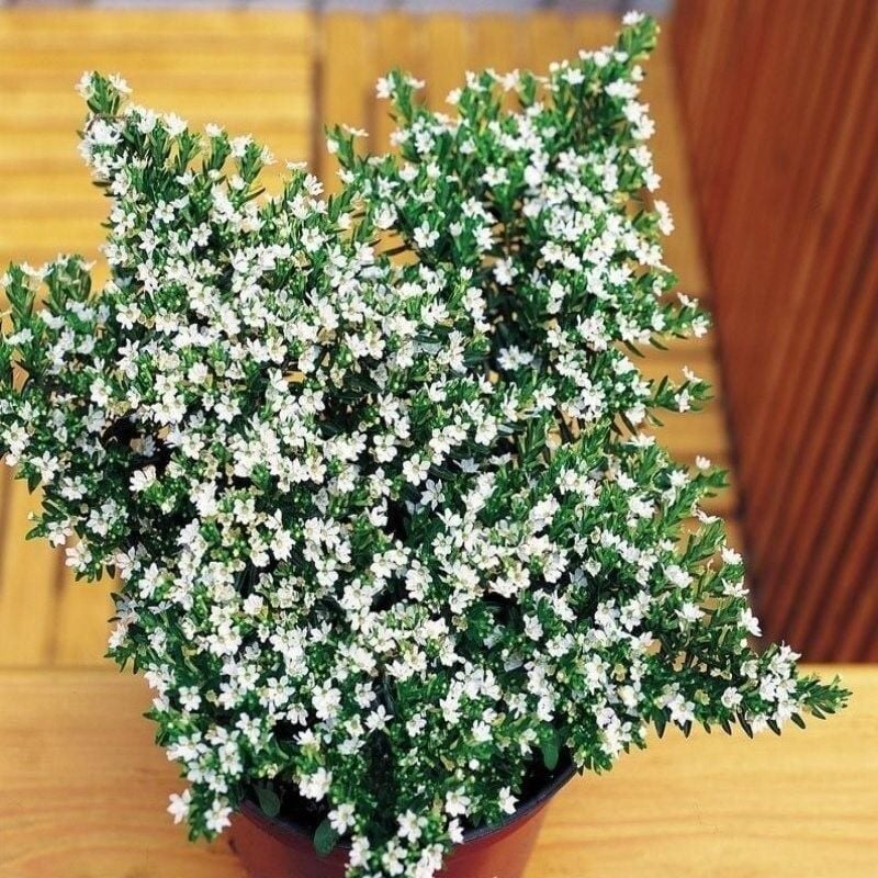 Soğuğa Dayanıklı Sarkıcı Multi Çiçekli Myrto White Beyaz Çiçekli Küfeya Çiçeği Fidesi (1 Adet)