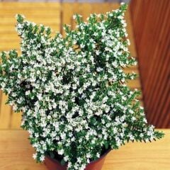 Soğuğa Dayanıklı Sarkıcı Multi Çiçekli Myrto White Beyaz Çiçekli Küfeya Çiçeği Fidesi (1 Adet)