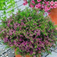 Soğuğa Dayanıklı Sarkıcı Multi Çiçekli Myrto Pink Küfeya Çiçeği Fidesi (1 Adet)