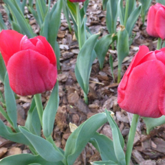 İlle de France İthal Özel İri Kafa Özel Lale Soğanı (5 Soğan)