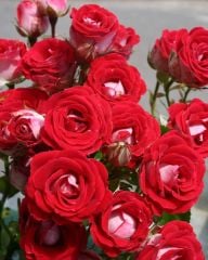 Tüplü Nadir  Kokulu Rose Schöne Koblenzerin Yediveren Gül Fidanı