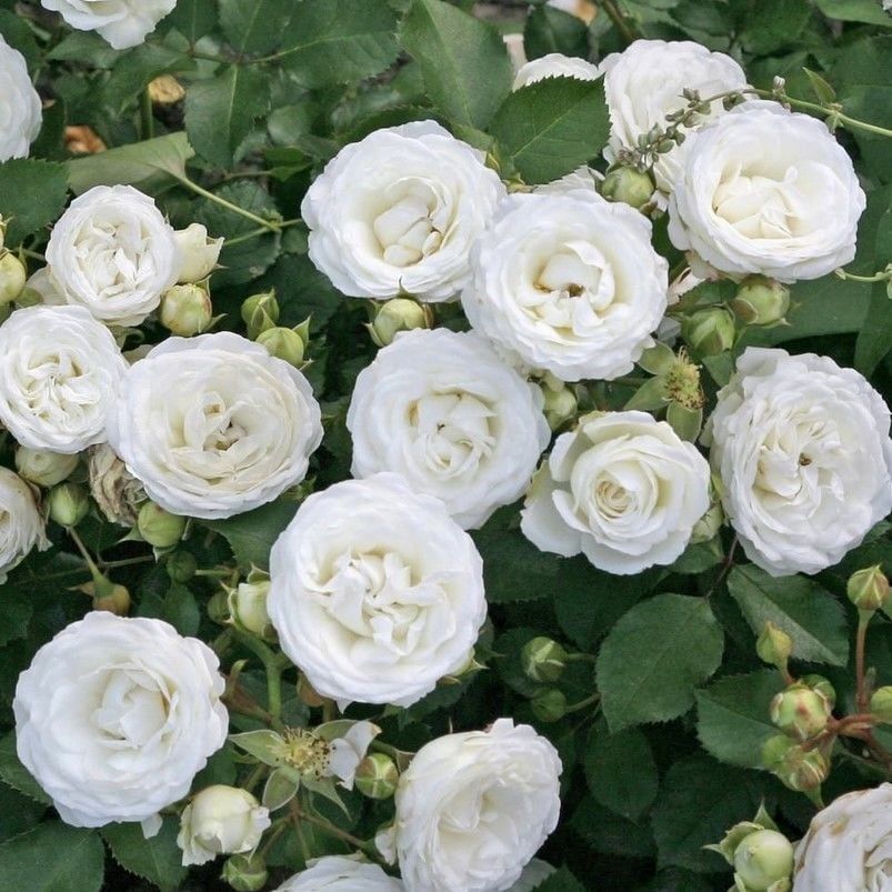 Tüplü  Yer Örütücü Soğuklara Dayanıklı Schneeküsschen Mannheim Yediveren Gül Fidanı