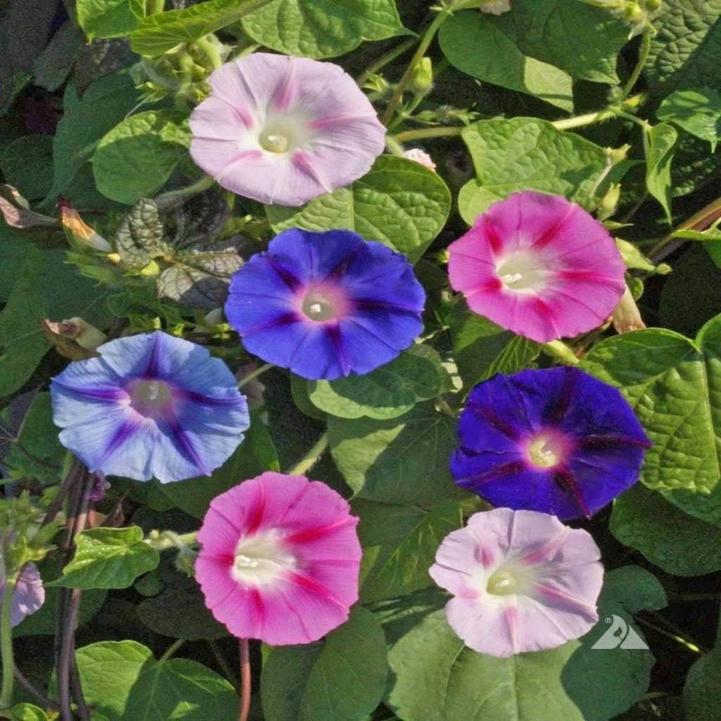 Karışık Renkli Fielgrown Kahkaha Çiçeği Tohumu (10 tohum)