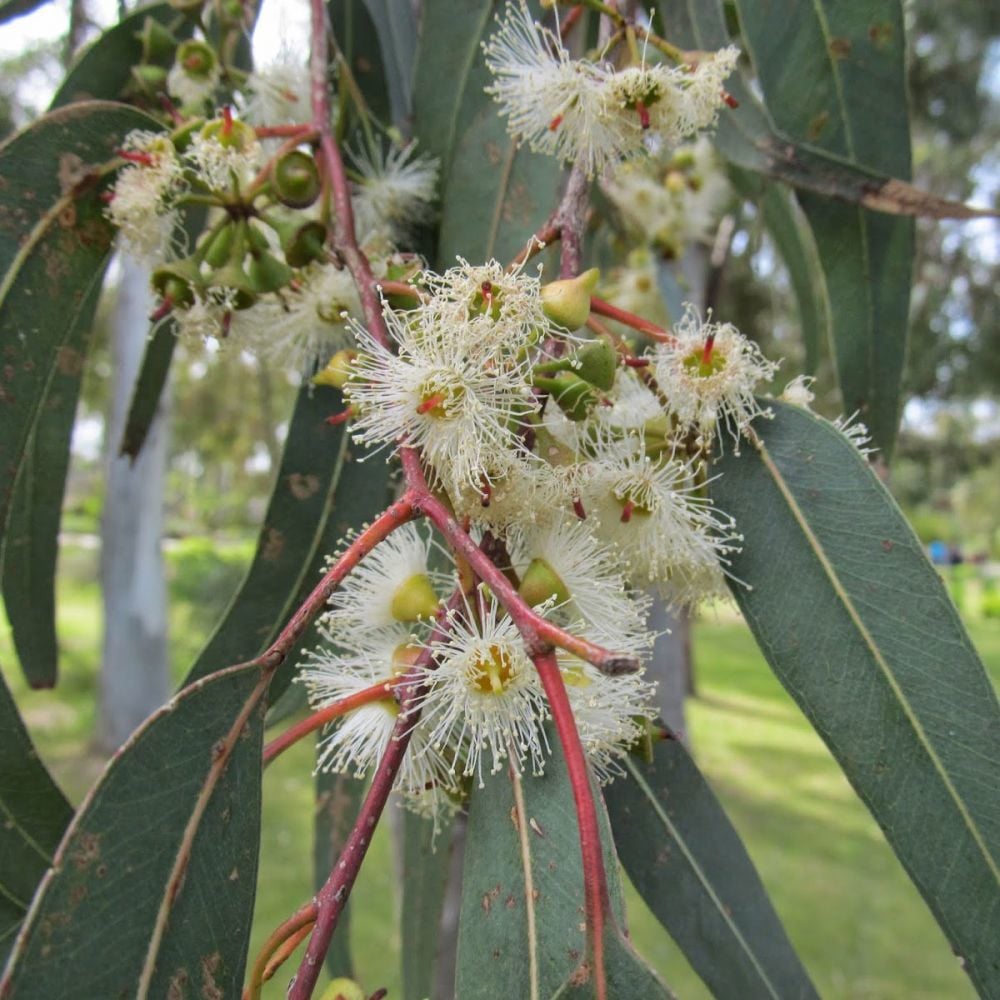 Tüplü Hızlı Gelişen Okaliptus (Eucalyptus) Fidanı