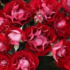 Tüplü Çok Goncalı Özel Rose Der Einheit Yediveren Gül Fidanı