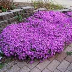 Marsh Phlox Çiçeği Tohumu (5 tohum)