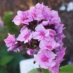 Lila Renkli Royal Floks Çiçeği Tohumu (10 tohum)