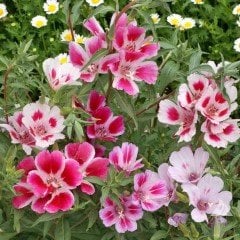 Rembrandt Godetia Yer Açelyası Çiçeği Tohumu (50 tohum)