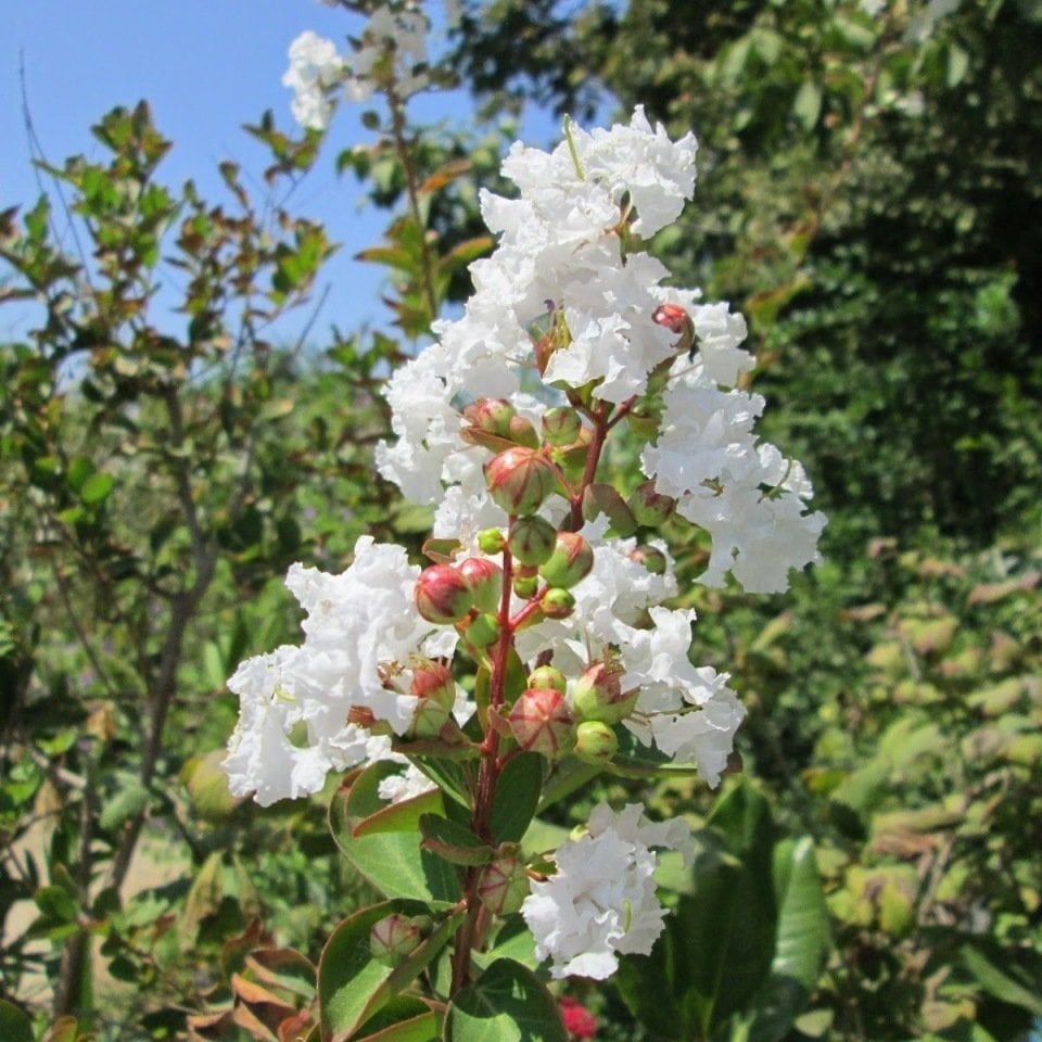 Lagerstromia İndica Beyaz Renkli Oya Ağacı Fidanı