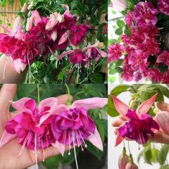 XXL Dev Çiçekli Bella Rosella Küpe Çiçeği Fidesi (5 Adet)