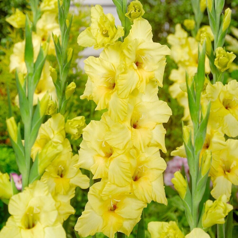 Gladiolus BNova Lux Sarı Glayör Çiçeği Soğanı (2 Adet)