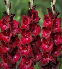 Gladiolus Bizet Kırmızı Glayör Çiçeği Soğanı (2 Adet)