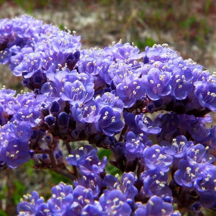 Limonium Sinuatum Deep Blue Deniz Lavantası Tohumu (30 tohum)