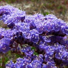 Limonium Sinuatum Deep Blue Deniz Lavantası Tohumu (30 tohum)