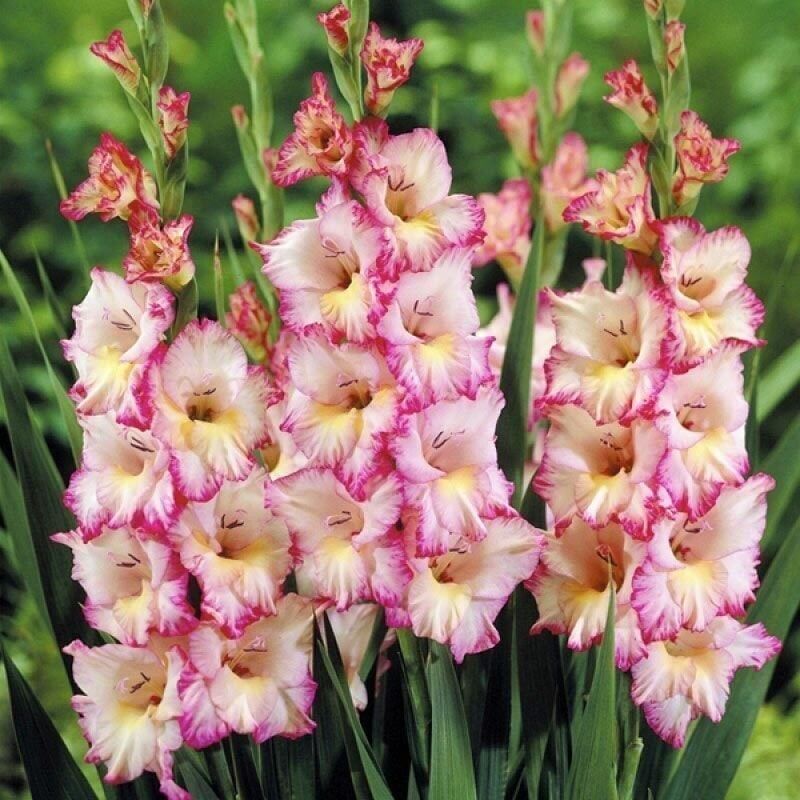 Gladiolus S.Priscilla Glayör Çiçeği Soğanı (2 Adet)