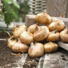 Gladiolus C.Mojito Glayör Çiçeği Soğanı (2 Adet)