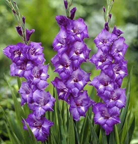 Gladiolus C.Mojito Glayör Çiçeği Soğanı (2 Adet)
