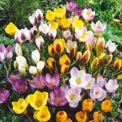 Crocus Mixed Karışık Renkli Çiğdem Soğanı(100 adet)