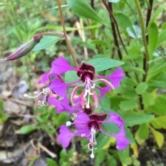 Elegant Klarkiya Çiçeği Tohumu (100 tohum)