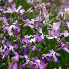 Karışık Renkli Katmerli Klarkiya Çiçeği Tohumu (300 tohum)