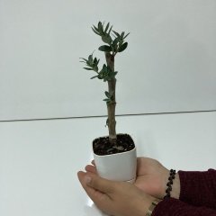 Bodur Beyaz Lüx Saksıda Ofis Ortamına Uygun Bonsai Zeytin Fidanı(Kargo Ücretsiz)