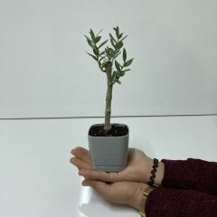 Bodur Gri Lüx Saksıda Ofis Ortamına Uygun Bonsai Zeytin Fidanı (Kargo Ücretsiz)