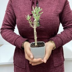 Bodur Gri Lüx Saksıda Ofis Ortamına Uygun Bonsai Zeytin Fidanı (Kargo Ücretsiz)