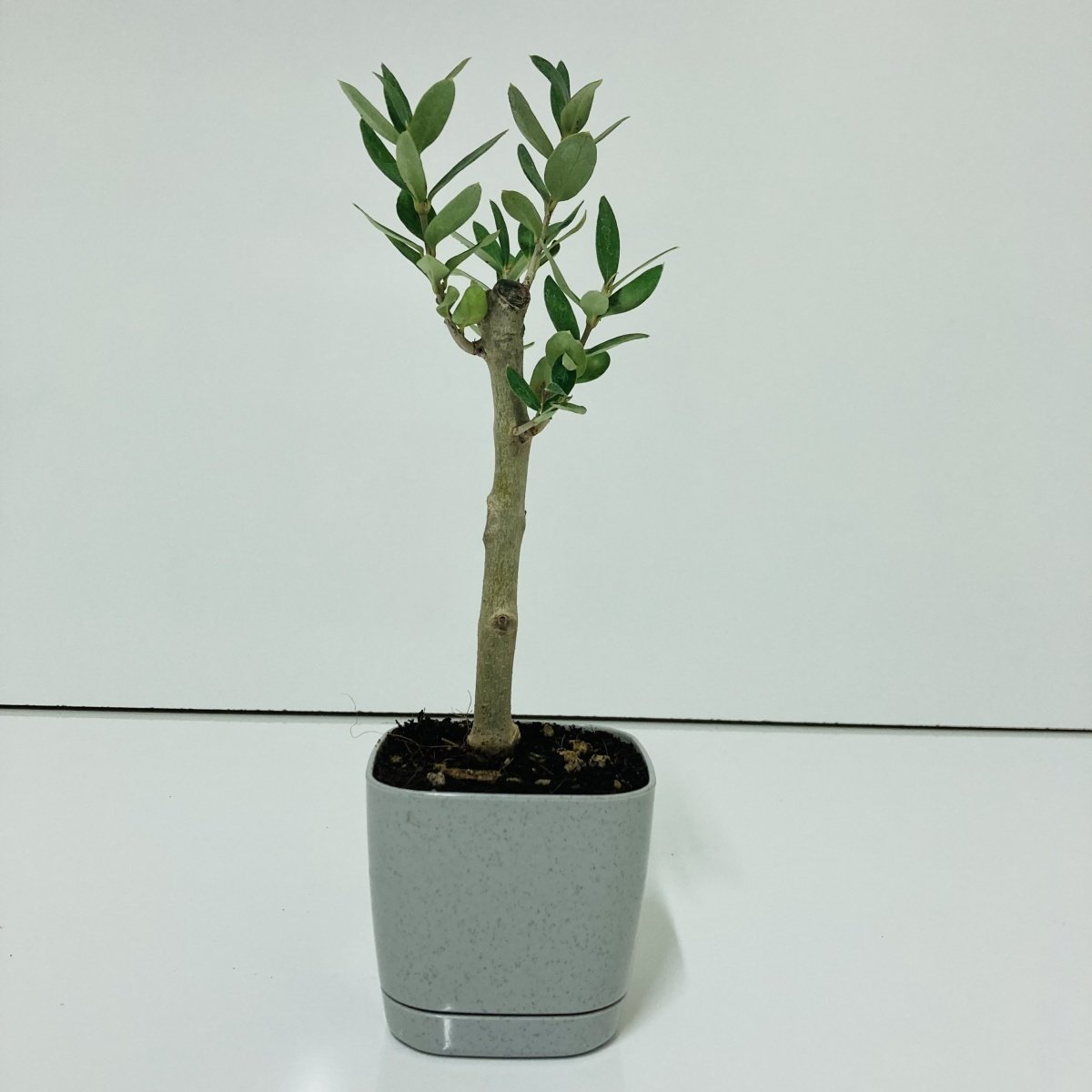 Bodur Gri Lüx Saksıda Ofis Ortamına Uygun Bonsai Zeytin Fidanı (Kargo Ücretsiz)