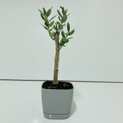 Bodur Gri Lüx Saksıda Ofis Ortamına Uygun Bonsai Zeytin Fidanı (Kargo Ücretsiz)