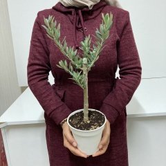 Orta Boy Beyaz Saksıda Bodur Ofis Ortamına Uygun Bonsai Zeytin Fidanı (Kargo Ücretsiz )