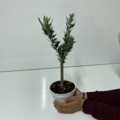 Orta Boy Beyaz Saksıda Bodur Ofis Ortamına Uygun Bonsai Zeytin Fidanı (Kargo Ücretsiz )