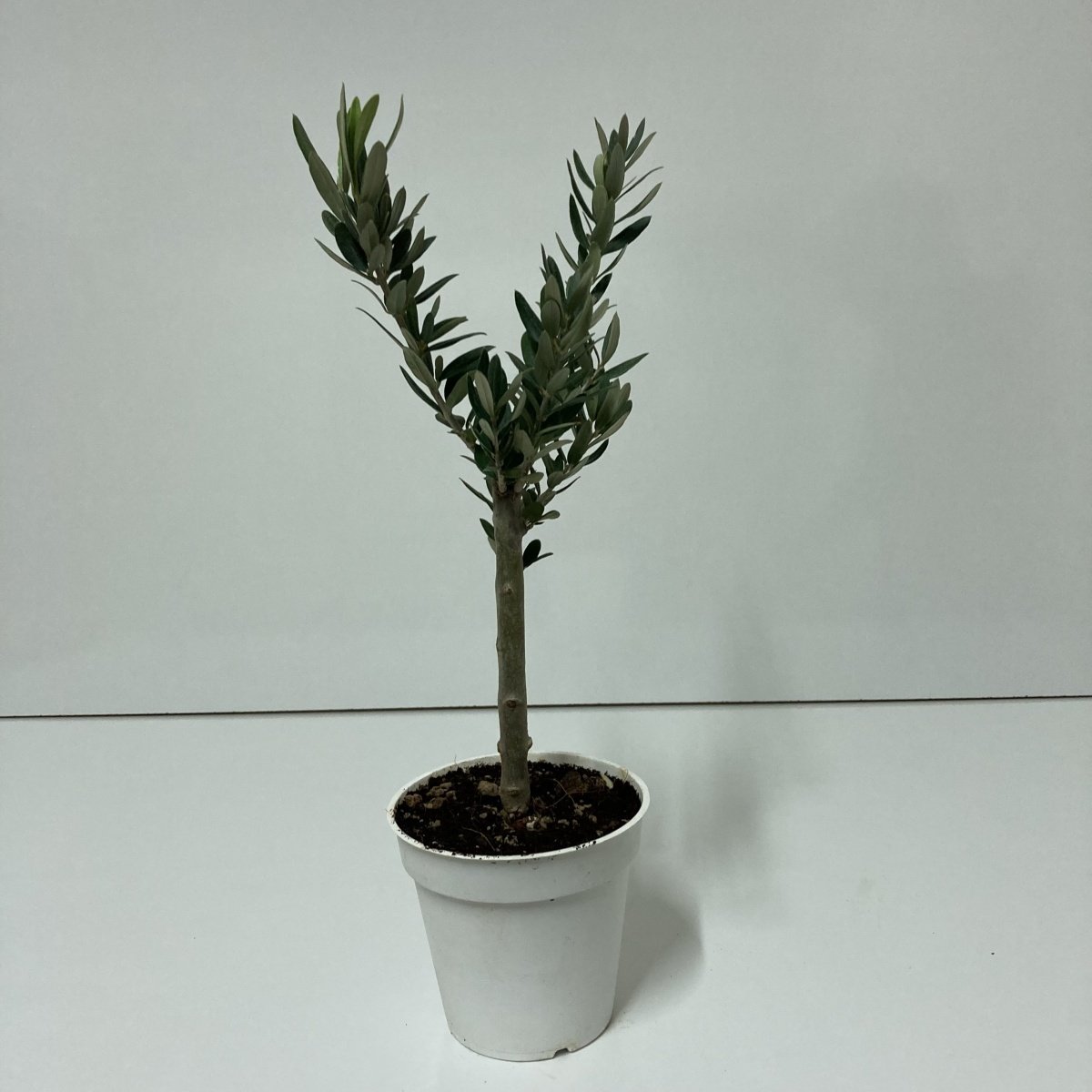 Orta Boy Beyaz Saksıda Bodur Ofis Ortamına Uygun Bonsai Zeytin Fidanı (Kargo Ücretsiz )