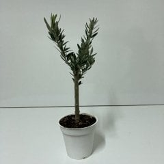 Orta Boy Beyaz Saksıda Bodur Ofis Ortamına Uygun Bonsai Zeytin Fidanı (Kargo Ücretsiz )