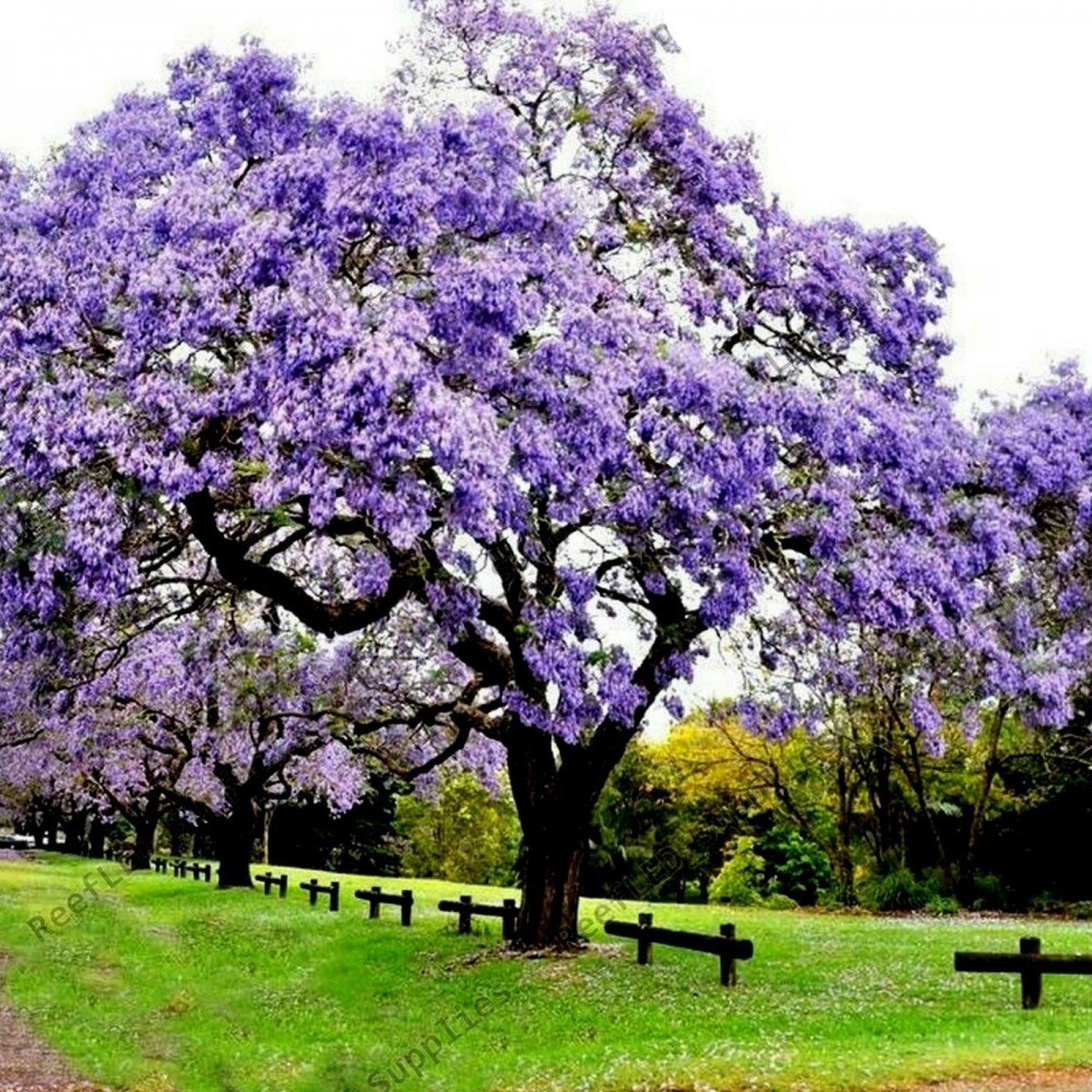 Tüplü Mor Çiçekli Yoğun Kokulu Paulownia Fidanı(200-300 cm)
