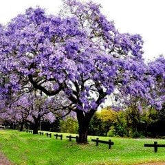 Tüplü Mor Çiçekli Yoğun Kokulu Paulownia Fidanı(200-300 cm)