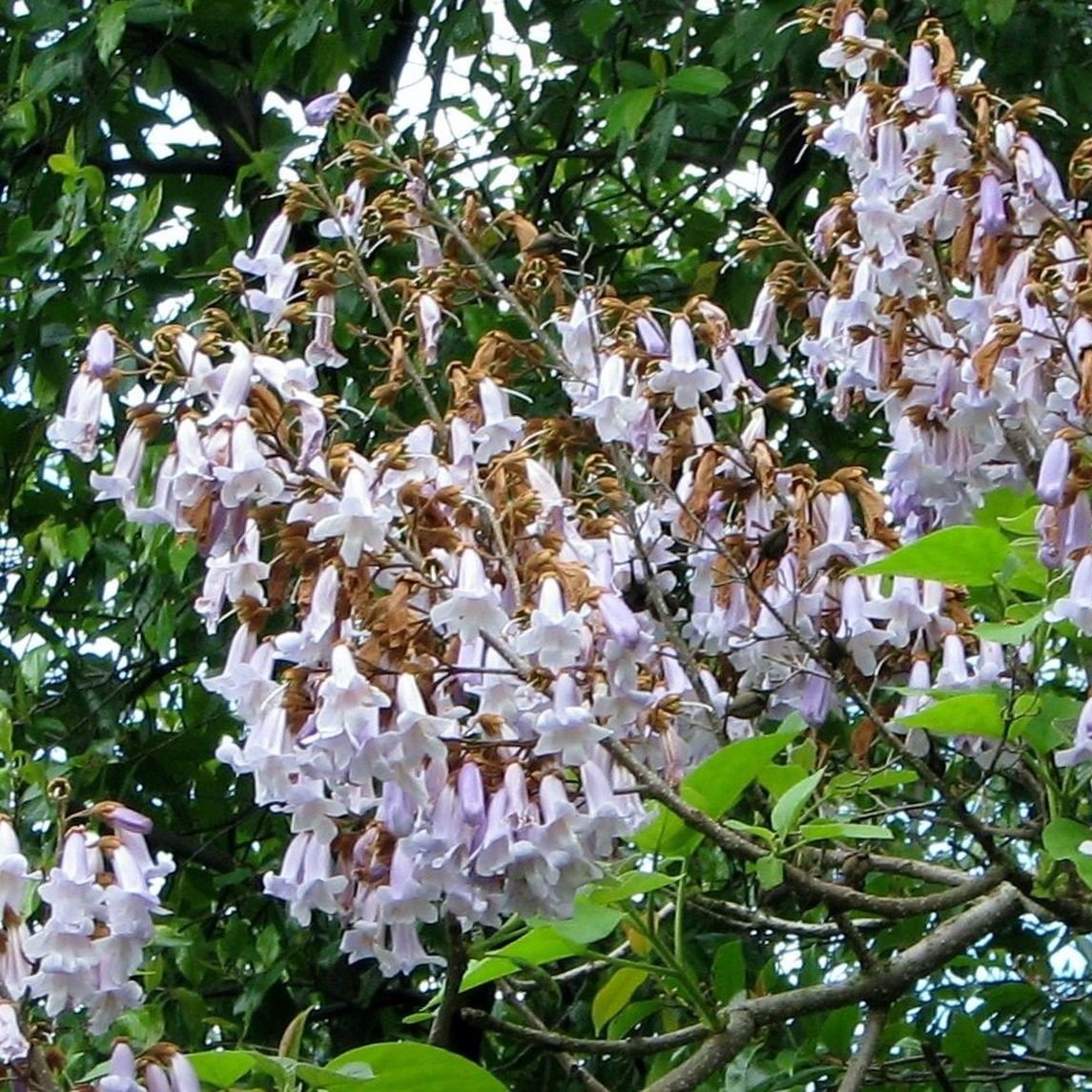 Tüplü Beyaz Çiçekli Yoğun Kokulu Paulownia Fortunei Fidanı
