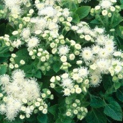 Beyaz Renkli Ageratum (Vapur Dumanı) Çiçeği Tohumu