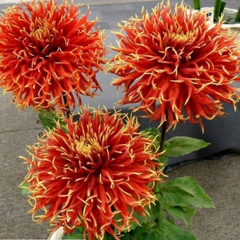 Show'n Tell İri Çiçekli Yıldız Dahlia Çiçeği Soğanı Yumrusu (1 Adet)